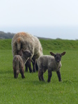 FZ004633 Two little lambs.jpg